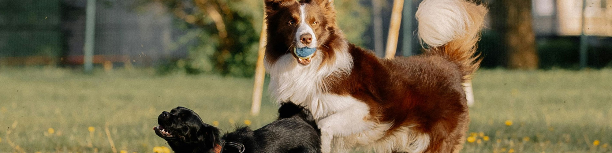 Dogs Outdoors Playing